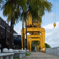 ‘Estação Verde’ fará plantios na Estação das Docas no Dia Internacional das Florestas
